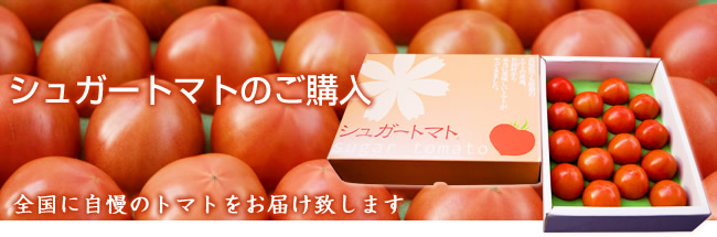 全国に自慢のトマトをお届け致します