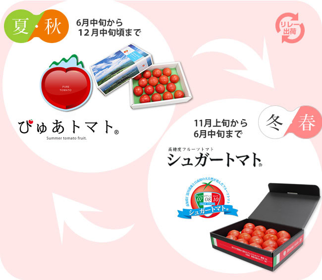 一年中フルーツトマト シュガートマト ぴゅあトマト Ja高知県 日高支所 一年中フルーツトマト シュガートマト ぴゅあトマト Ja高知県 日高支所
