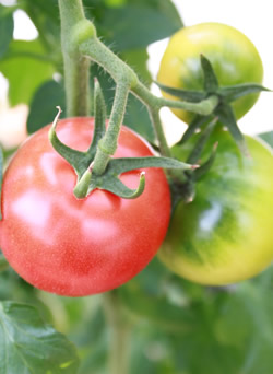 高知県の

日高村で誕生した
高糖度フルーツトマト